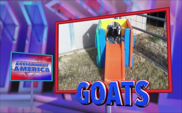 Assignment America: Goats